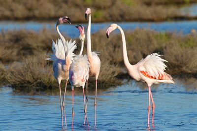 Pflanzen Tipps & Pflanzen Infos @ Pflanzen-Info-Portal.de | Flamingos, Parco Delta del Po  Roberto Maggioni 